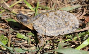 The wood turtle (Glyptemys insculpta) is an ornate, medium-sized freshwater turtle native to eastern North America.