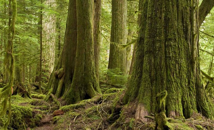 Forêt pluviale de cèdre rouge de l’Ouest