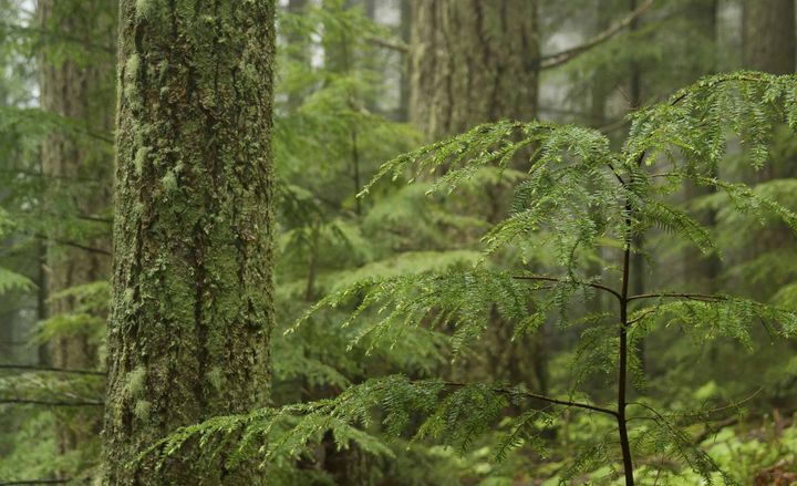 Western Hemlock