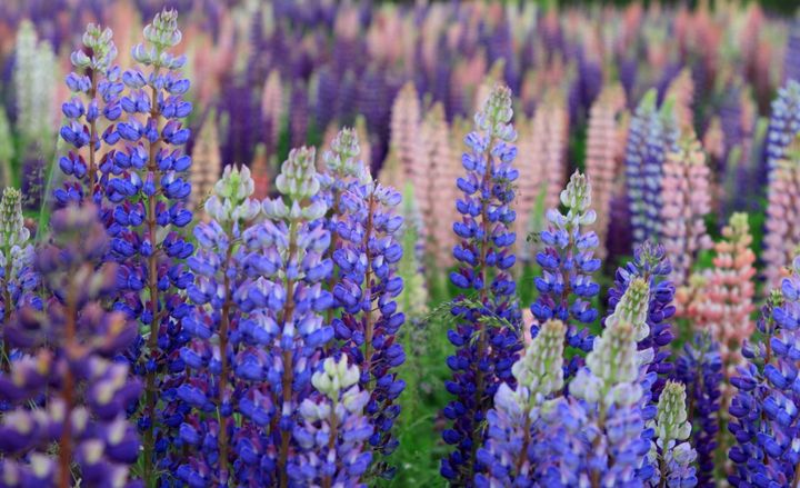 Russell Lupin flowers 