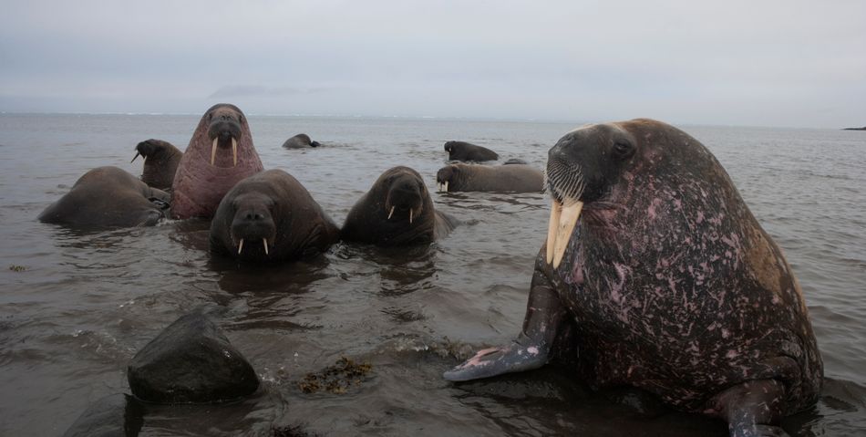 Morses de l'Atlantique